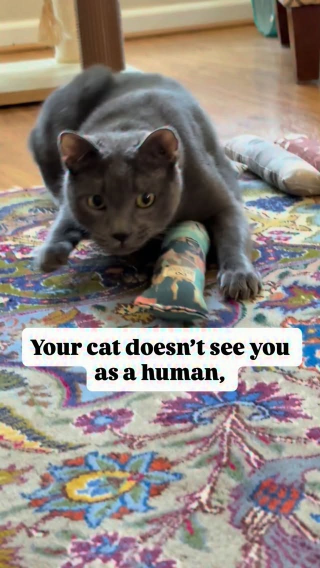 Instagram reels by @prideofkittycats