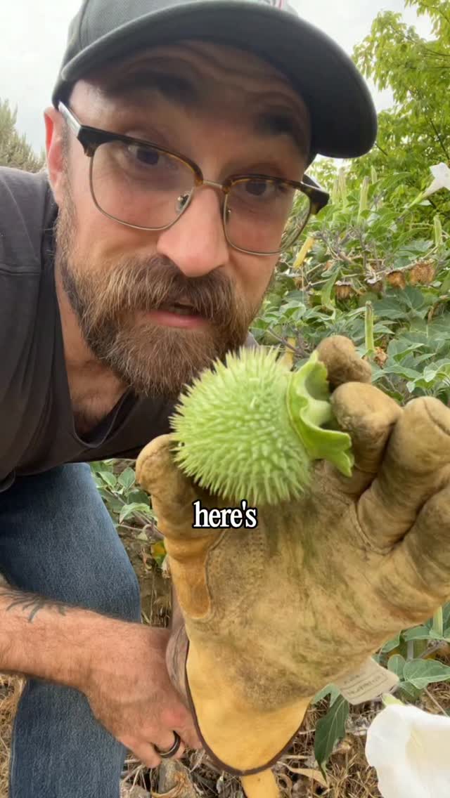 Instagram reels by @psychedapothecary